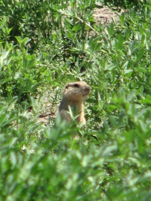 Archery Gopher Hunting