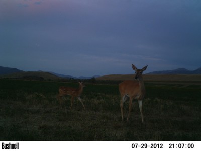 2012 Pre Season Trail Camera