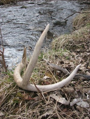 2011 Shed Hunting