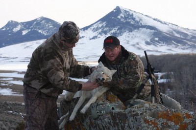 Montana Coyote Hunts