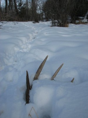 2011 Shed Hunting