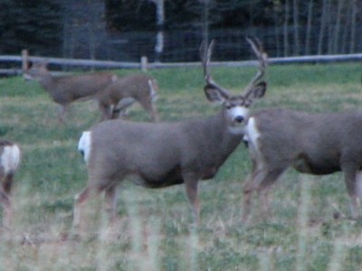 Whitetail, Mule Deer, and Antelope Photos