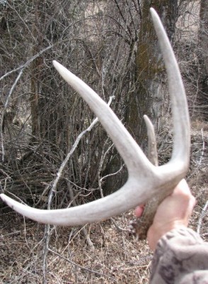 2011 Shed Hunting