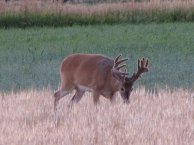 Whitetail, Mule Deer, and Antelope Photos