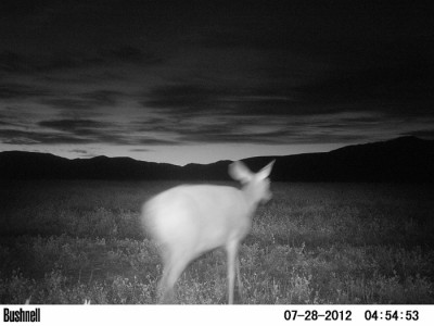 2012 Pre Season Trail Camera