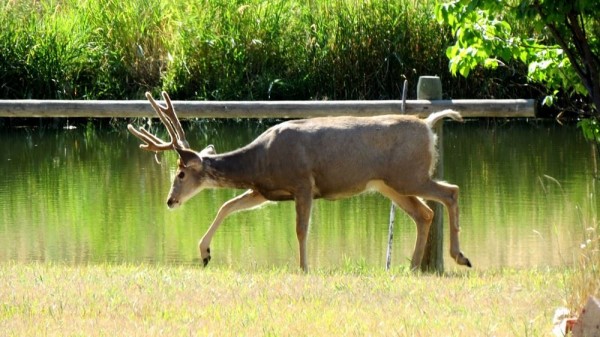Mule Deer In The Yard