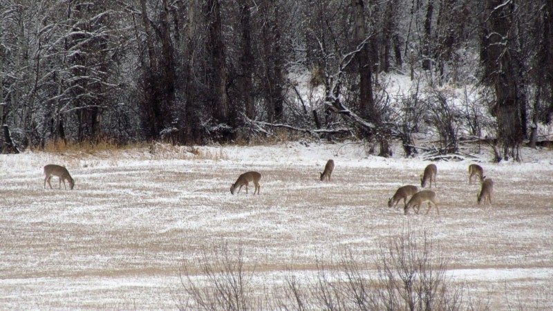 2015 Spring In Montana