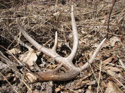 2011 Shed Hunting