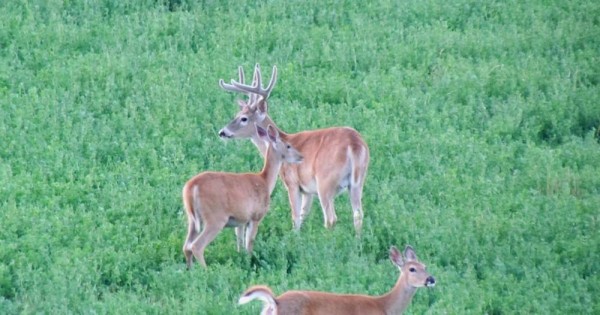 2014 Hunting Velvet Montana Bucks