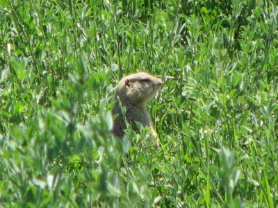 Archery Gopher Hunting