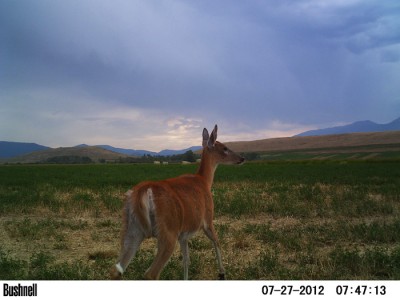 2012 Pre Season Trail Camera