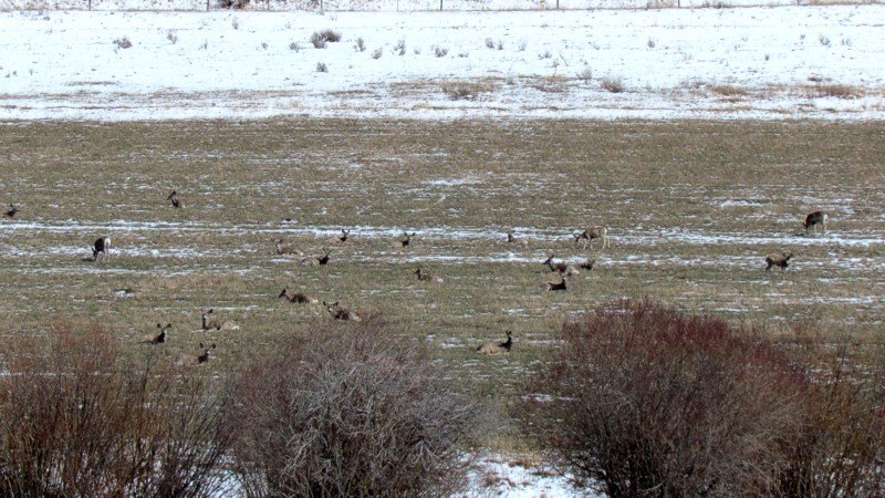 2015 Spring In Montana