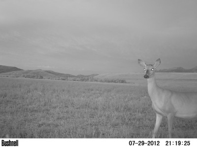 2012 Pre Season Trail Camera