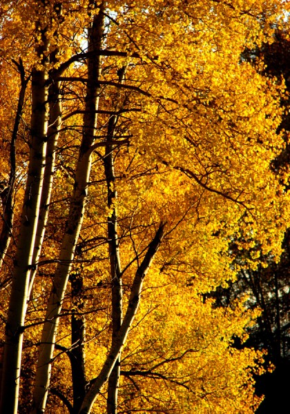 Fall Season In Montana