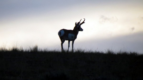 Whitetail, Mule Deer, and Antelope Photos