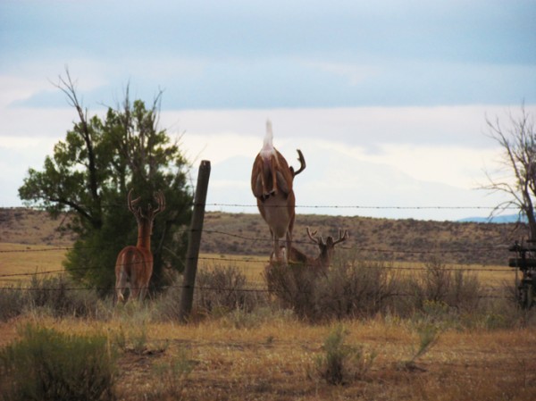 Whitetail, Mule Deer, and Antelope Photos