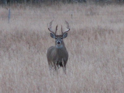 Whitetail, Mule Deer, and Antelope Photos