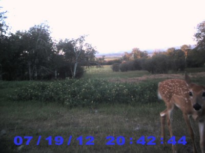 2012 Pre Season Trail Camera