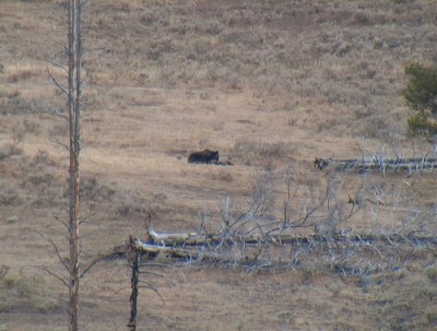 Yellowstone Park Photos