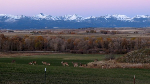 Montana Scenery