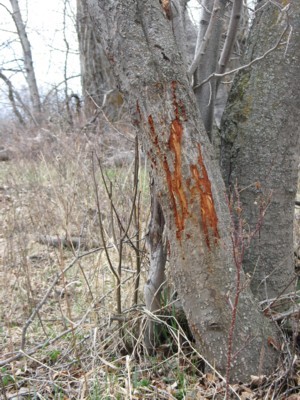 Deer Sign, & River Bottom Photos