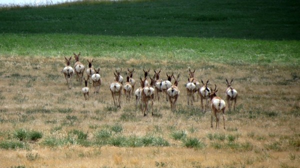 Guided Bowhunting Trips For Antelope In Montana