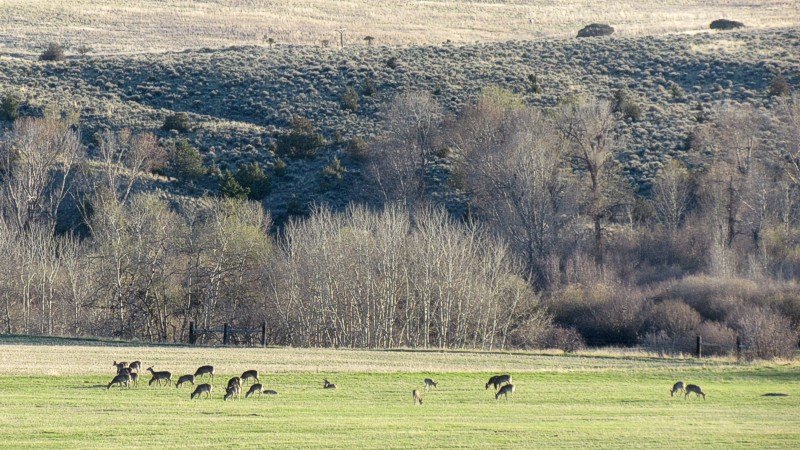 2015 Spring In Montana