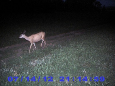 2012 Pre Season Trail Camera