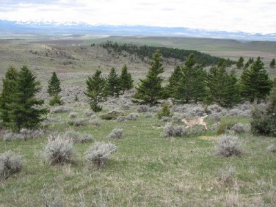 New Elk Hunting Leases