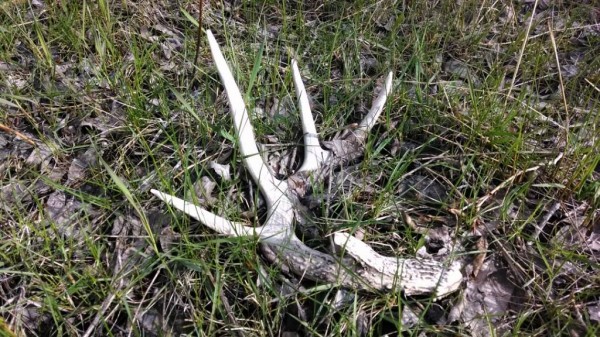 2014 New property Shed Antler