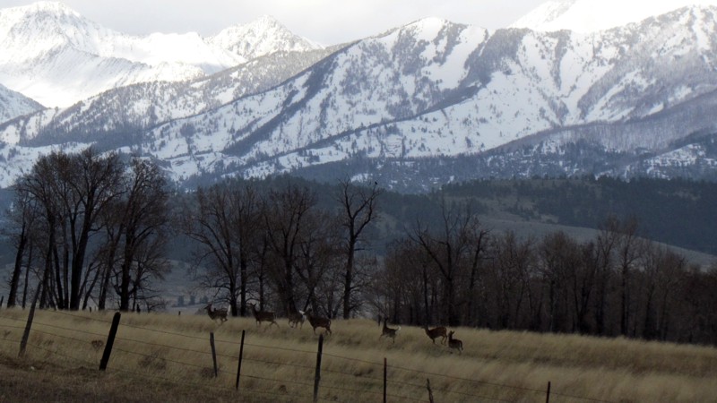 2015 Spring In Montana