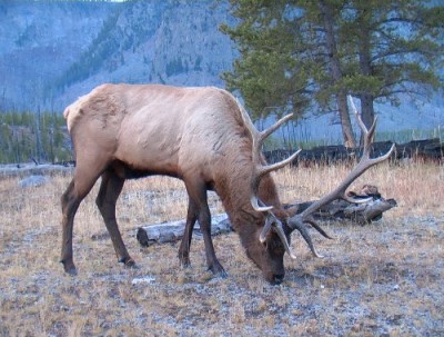 Yellowstone Park Elk