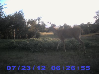 2012 Pre Season Trail Camera