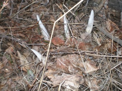 2011 Shed Hunting