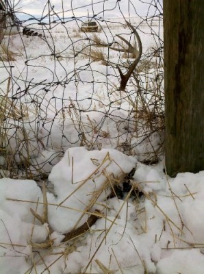 2011 Shed Hunting