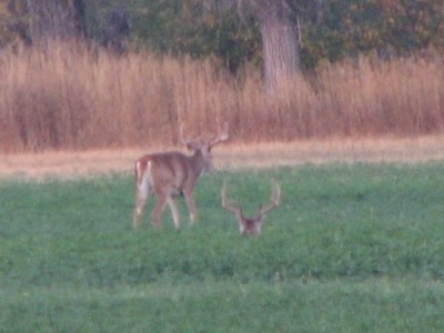 Whitetail, Mule Deer, and Antelope Photos