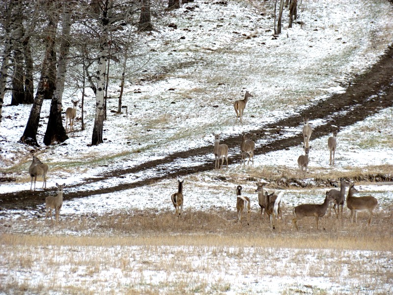 2015 Spring In Montana