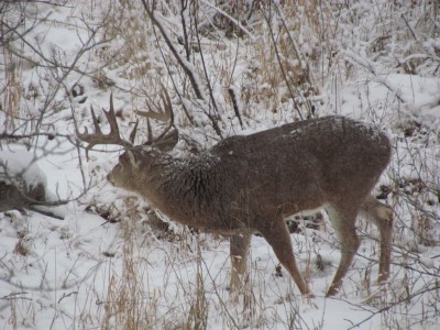 Whitetail, Mule Deer, and Antelope Photos