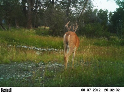 2012 Pre Season Trail Camera