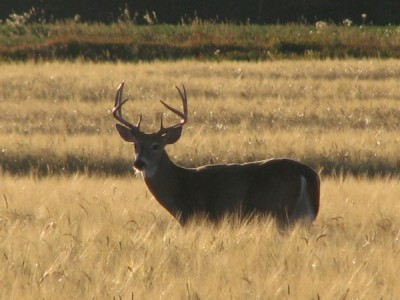 Whitetail, Mule Deer, and Antelope Photos