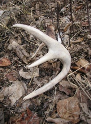 2011 Shed Hunting