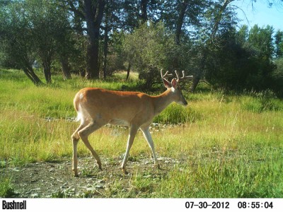 2012 Pre Season Trail Camera