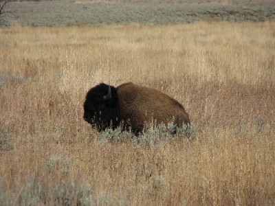 Yellowstone Park Photos