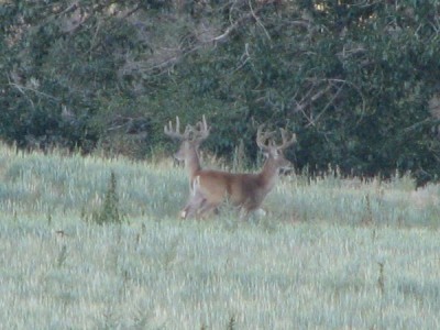 Whitetail, Mule Deer, and Antelope Photos