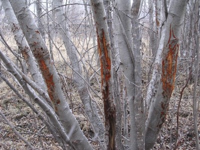 Deer Sign, & River Bottom Photos