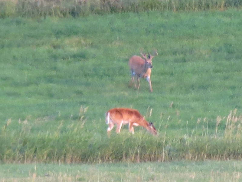 Whitetail Deer 1
