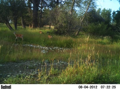 2012 Pre Season Trail Camera