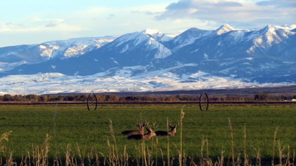 Guided Montana Mule Deer Hunts