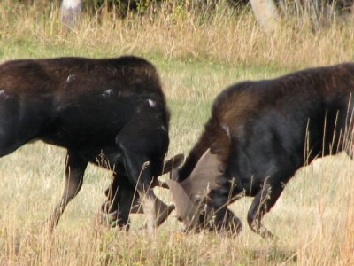 Whitetail, Mule Deer, and Antelope Photos