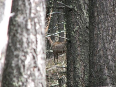 New Elk Hunting Leases